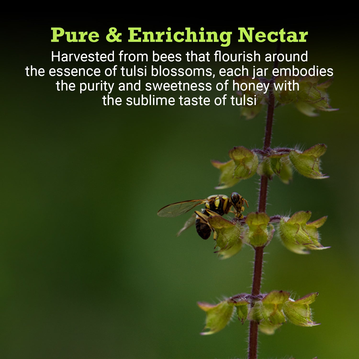 Tulsi Honey