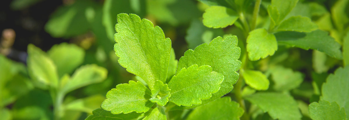 stevia leaves natural sweetener plant organic stevia herb green leaves sugar substitute zero calorie plant ayurvedic herb natural sugar alternative