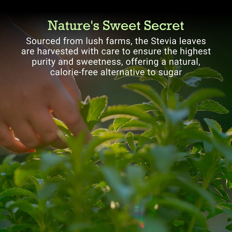 stevia leaves natural sweetener zero calorie sugar alternative organic stevia farming pure stevia plant healthy sugar substitute low glycemic natural sweetness clean eating lifestyle