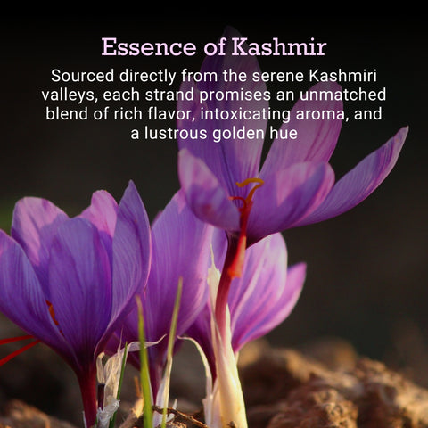 kashmiri saffron flower bloom, premium kesar origin, rich aroma flavor golden hue, organic saffron strands, luxury spice from kashmir valleys