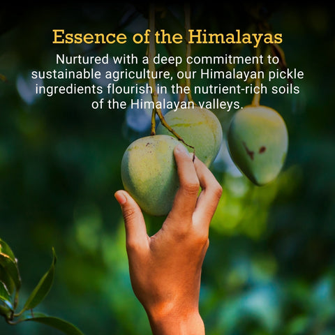 Himalayan mango pickle, organic Himalayan ingredients, sustainable agriculture India, farm fresh mangoes India, natural pickle ingredients, Himalayan valley produce, chemical free Indian pickle, traditional Indian achar, eco friendly farming India, nutrient rich soil produce, authentic Indian flavors, farm to jar pickle, premium organic condiments, handmade pickle India, First Bud organics