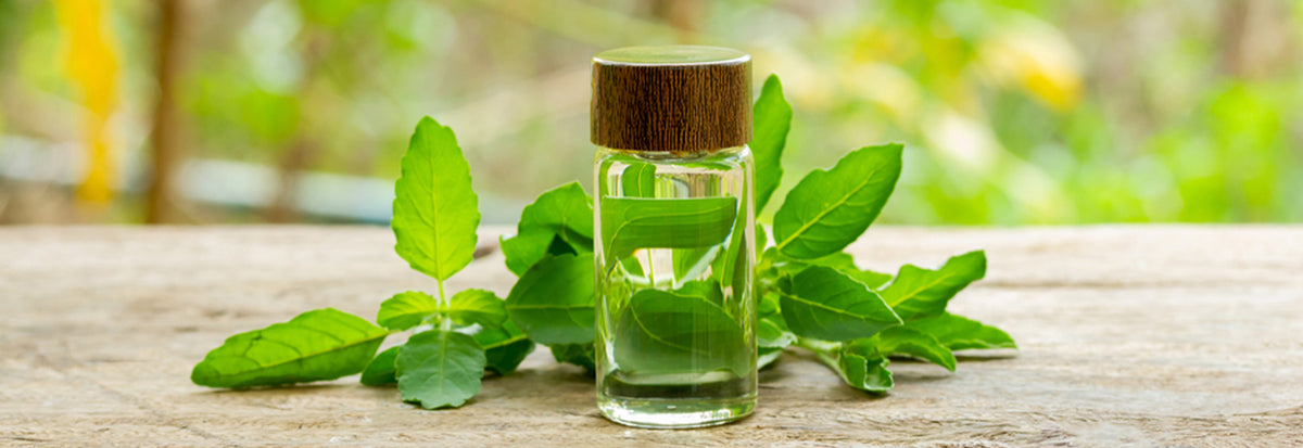 tulsi essential oil holy basil leaves herbal extract organic ayurvedic remedy immunity booster natural wellness plant based health care aromatherapy oil