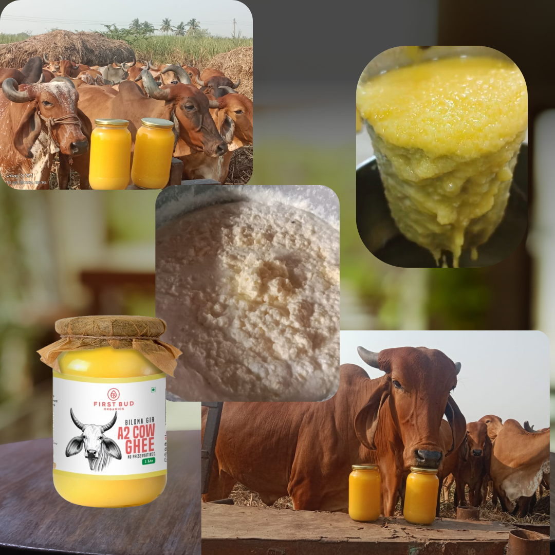 Gir cows, bilona texture and First Bud A2 cow ghee jar collage
